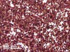 Organoid Rose Petals Translucent (136 cm x 10 m)