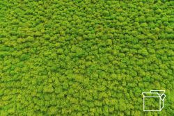 ByNature Lichen Grass Green box 4kg (fin de la série)