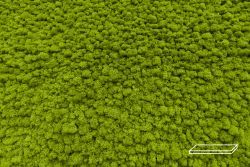 ByNature Lichen Spring Green Cork Panel 1m x 25cm