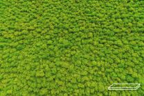 ByNature Lichen Grass Green Cork Panel 1m x 25cm