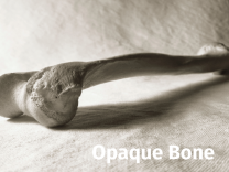 Squid Opaque Bone (137 cm x 25 m)